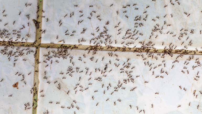 How To Prevent Ants Around Your Home
