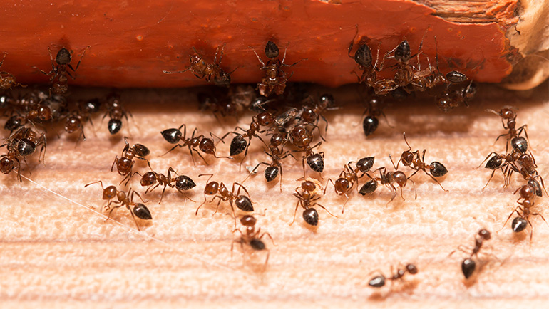 WHY IS IT IMPORTANT TO PREVENT ANTS FROM ENTERING YOUR HOME