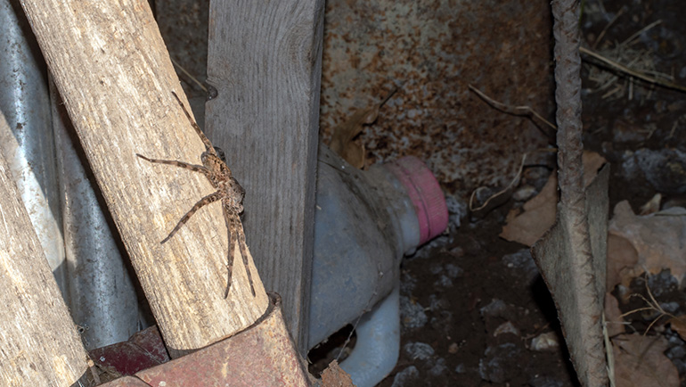Common places to find spiders in your home