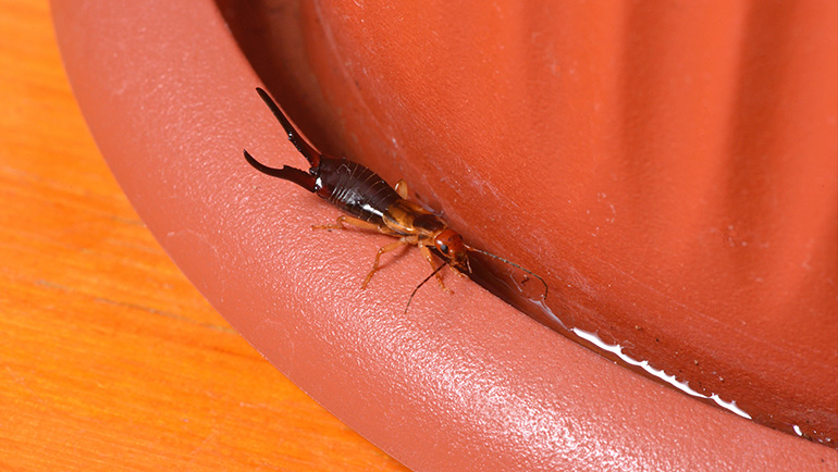 How to Prevent Earwigs