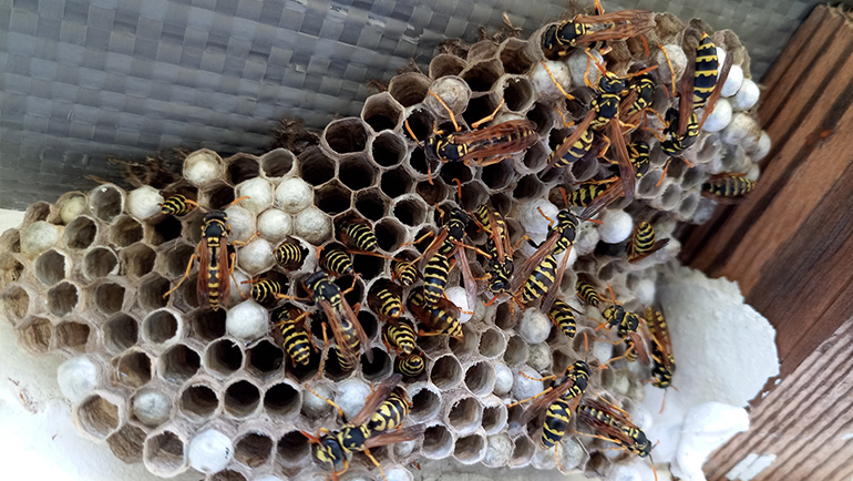 How to Prevent Wasps