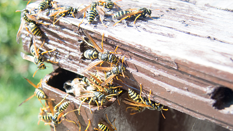 Where to Look for Wasp Nests in Colorado