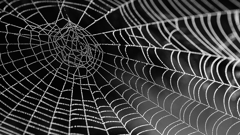 When is the Busiest Time of Year For Spiders?