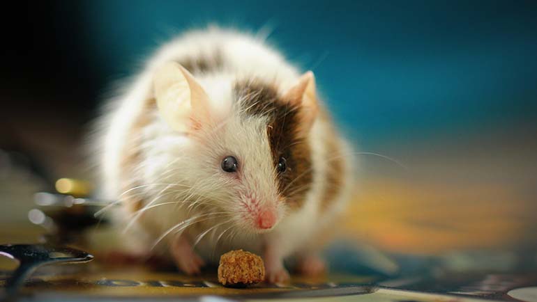 Signs You Have Mice In Your Home