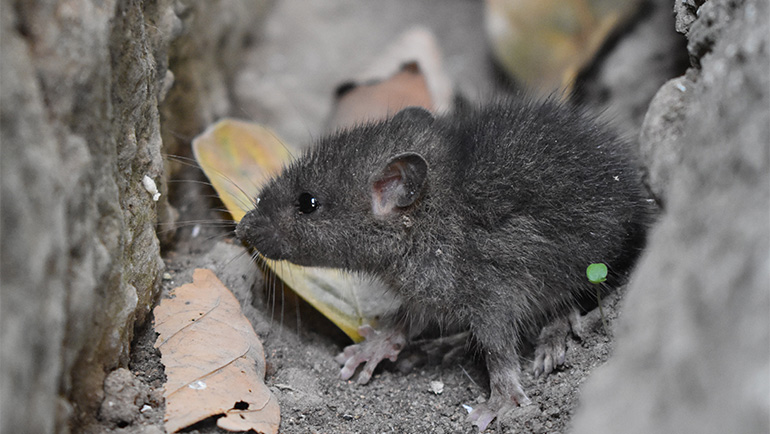 how to keep mice out of your home in winter