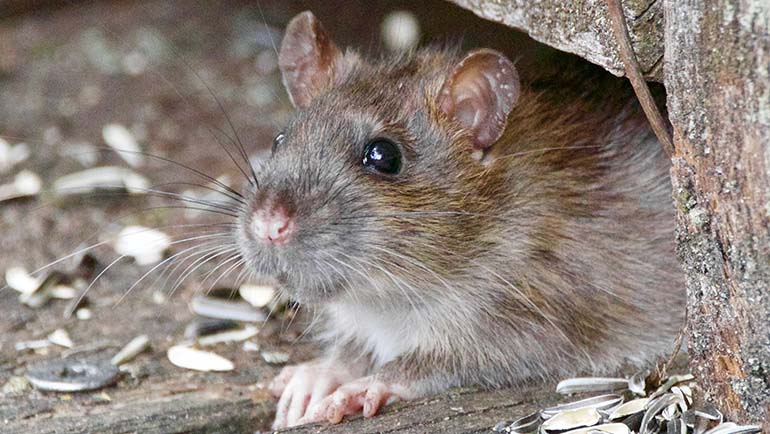 Most Common Places Rodents Get in Your Home