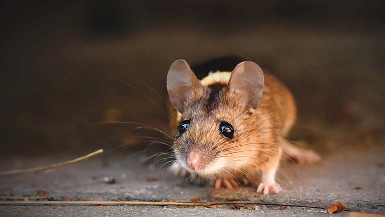 What’s the difference between mice and rats?