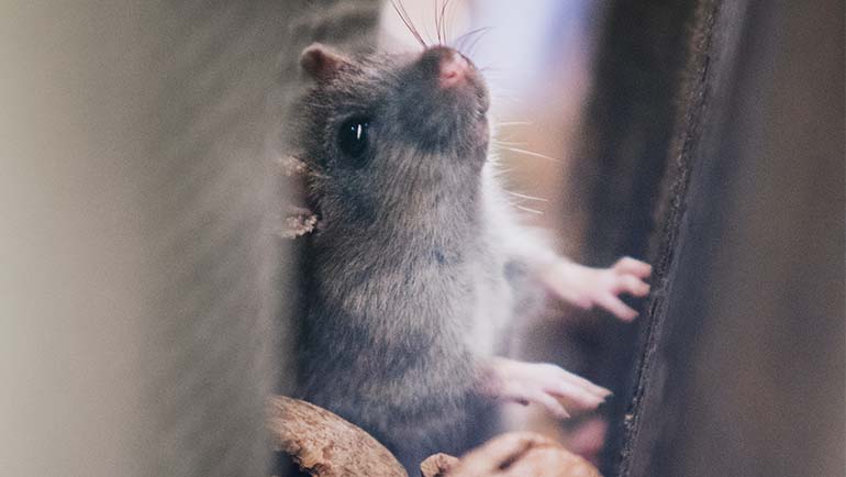Can Mice Get into the Second Story of My Home?