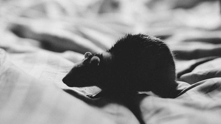 How Do I Get Rid of Rats in My Home?