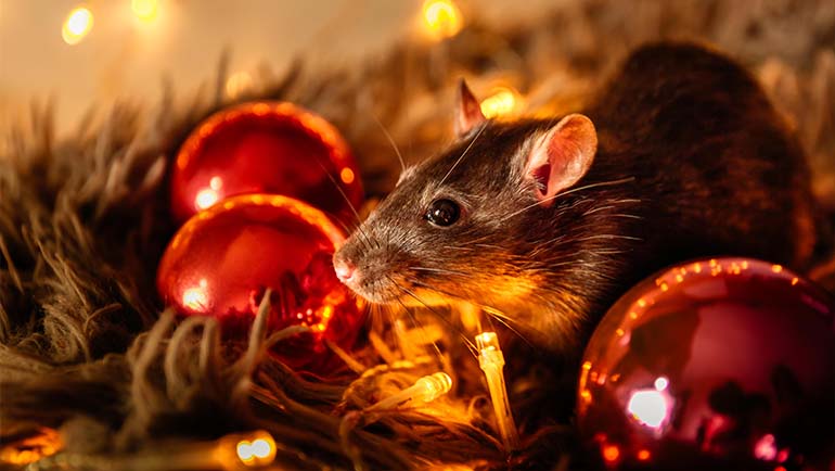 Best Way to Store Holiday Decorations to Keep Pests Out
