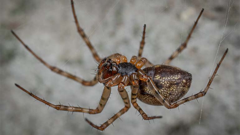 Most Common Winter Pests in Colorado