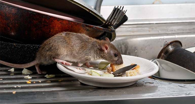 Signs of a Rodent Infestation Without Seeing a Rodent