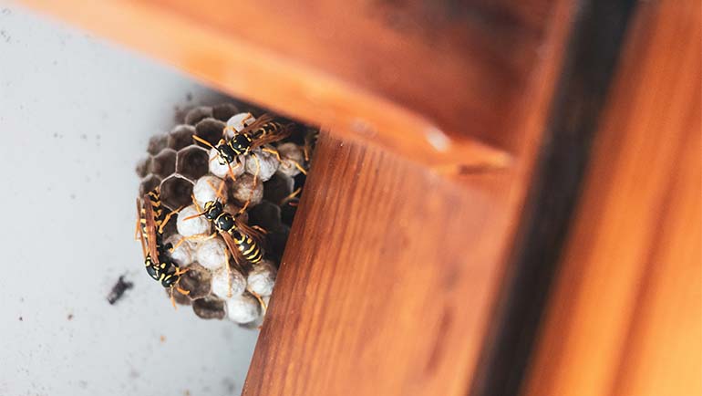 Why Should Pest Control Be a Part of Regular Home Maintenance?