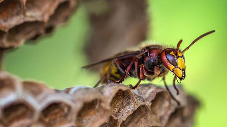 Winter Maintenance Tips to Prevent Wasps in the Spring