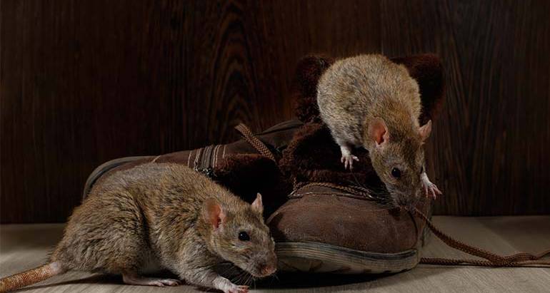 How Quickly Can a Rodent Infestation Happen?
