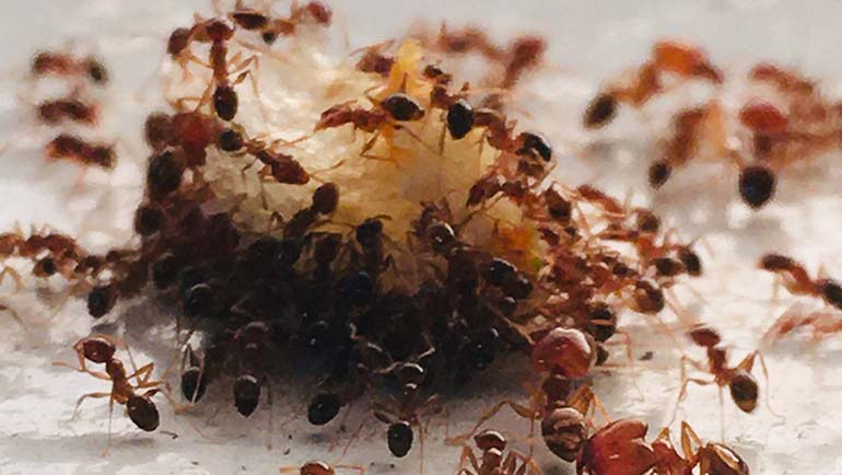 Why are There Ants in my House?