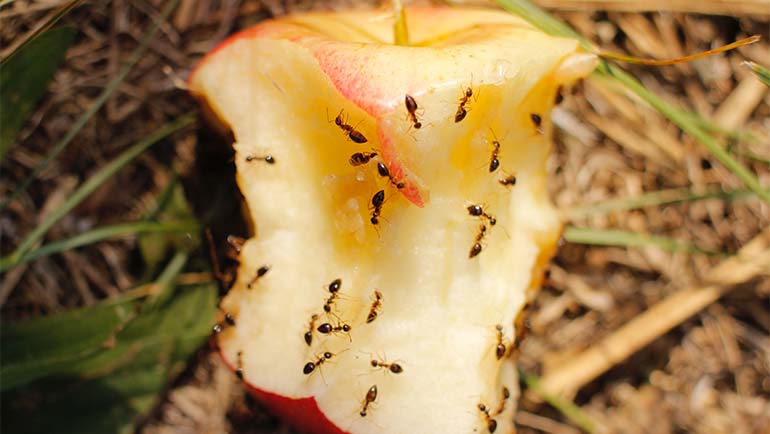 Can Ants Get you Sick?