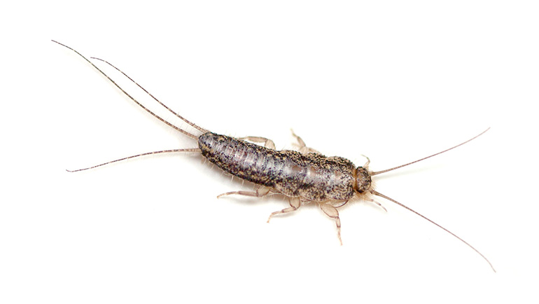 What is a Silverfish?