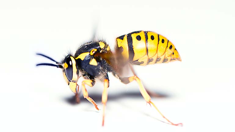 Are Yellow Jackets Wasps?