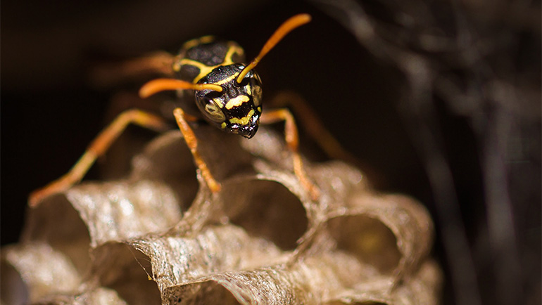 Best Ways to Keep Wasps Away