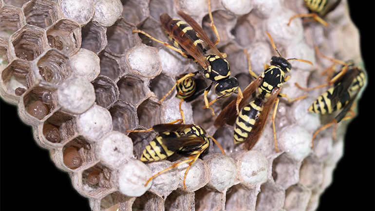 How long do Wasps Live?