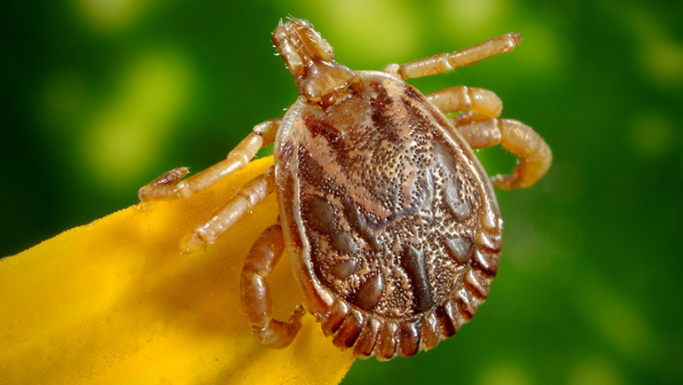 How to Deal with a Bug Bite?