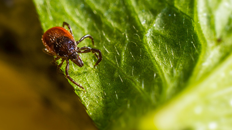 How to Avoid Ticks This Summer