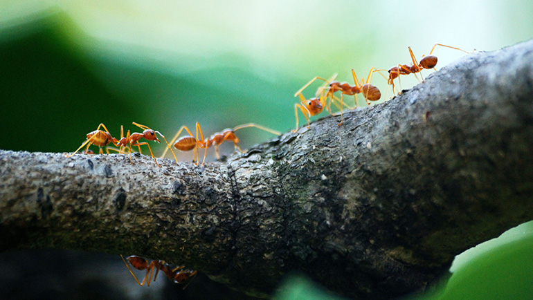 Pests that Thrive in the Summertime