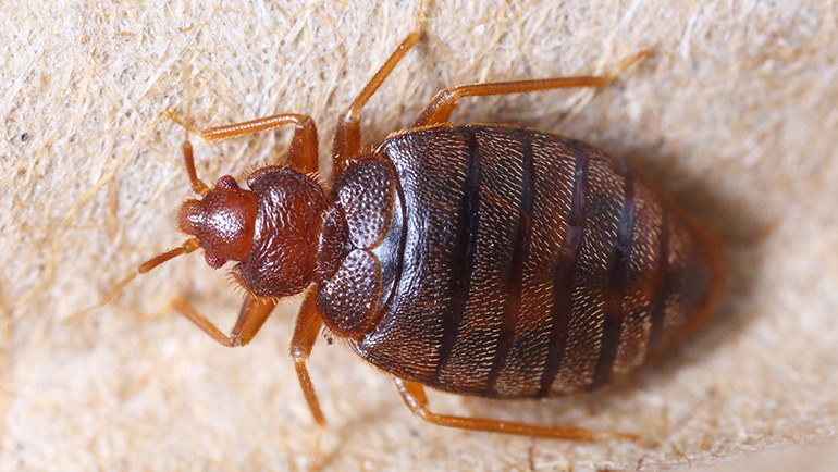 How to Check for Bedbugs?