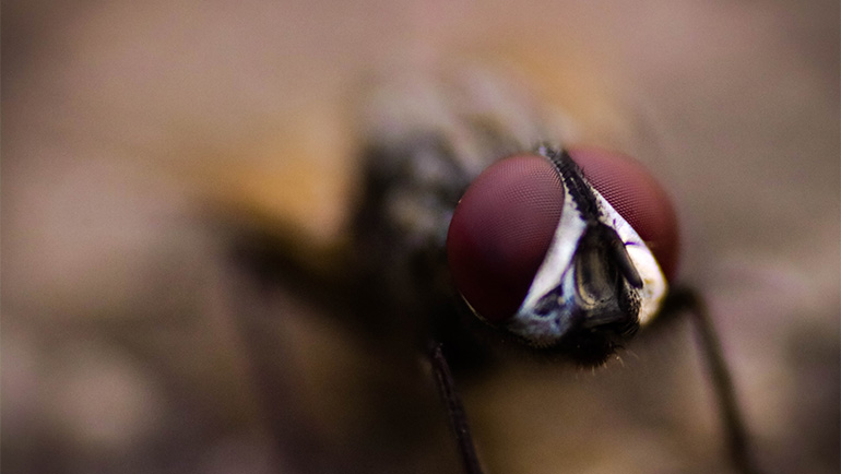 How to Keep Flies Away?