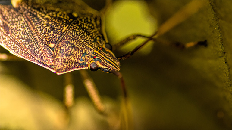 Stink Bugs in Colorado