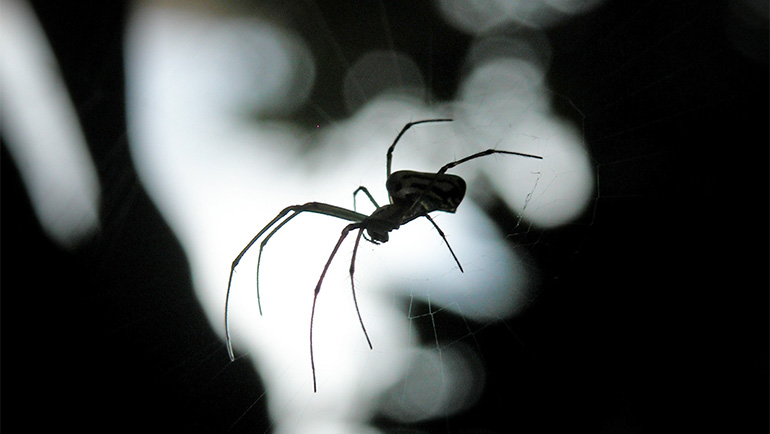 The Most Common Spiders in Colorado