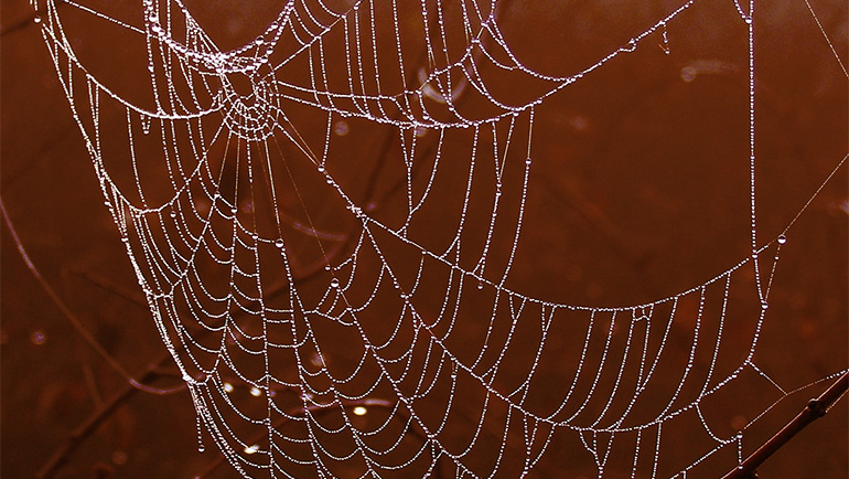 Why are Spiders so Common in the Fall?