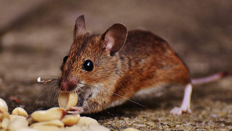 Can Rodents Get You Sick?