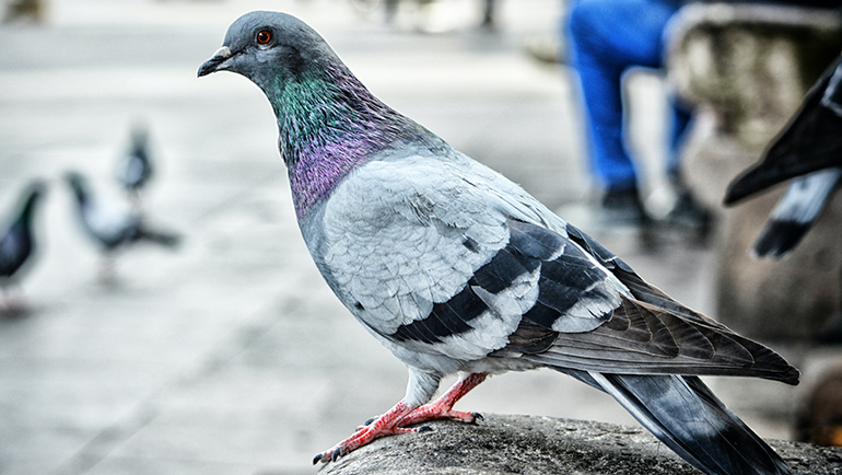 Common Pest Birds in Colorado