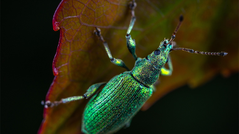 Keep Pests Out This Fall with These Tips