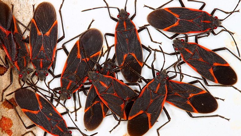 Everything You Need to Know About Boxelder Bugs