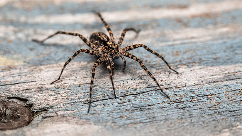Pest-Proofing Your Holiday Decorations