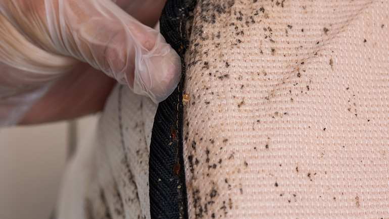 Telltale Signs You Have Bed Bugs and How to Prevent Them