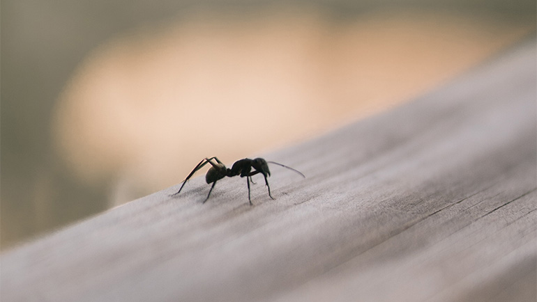4 Tell-Tale Signs of Ant Infestations to Watch Out For