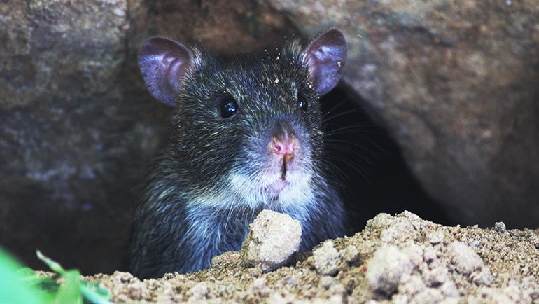 Reasons Why Winter Brings Mice and Rats to Your Property