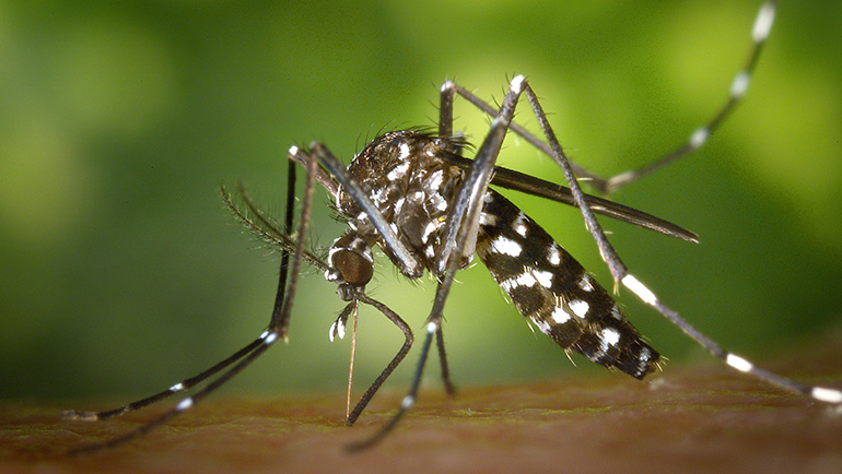 What You Need to Know About Mosquitos and Preventing Them