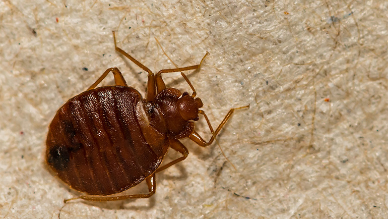 What You Need to Know about Bed Bugs