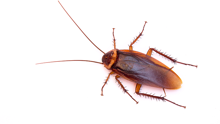 5 Telltale Signs It’s Time to Call Pest Control for Roaches