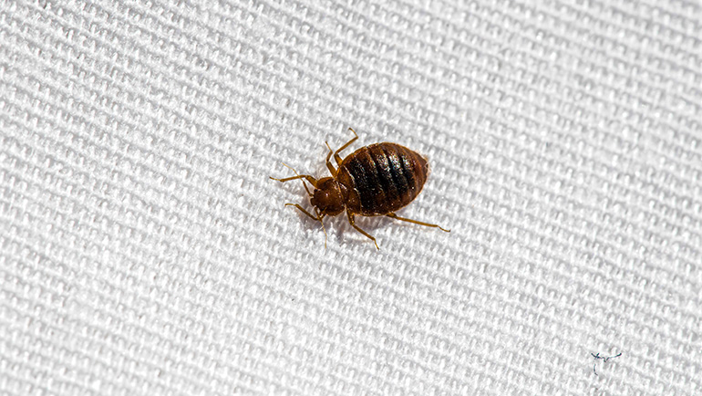 What are the Health Risks Associated with Bed Bugs