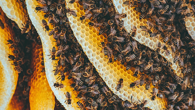 When Beehive Removal is Necessary & When It Isn't