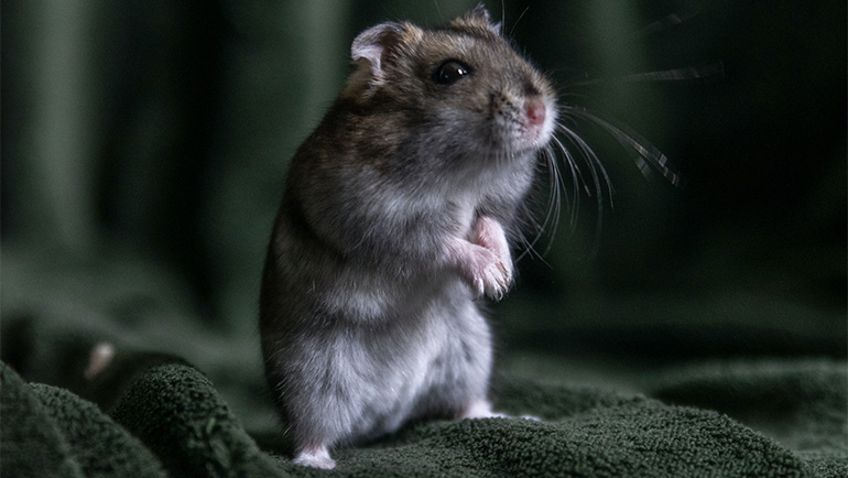 9 Indications Telling You That You Have Rats or Mice