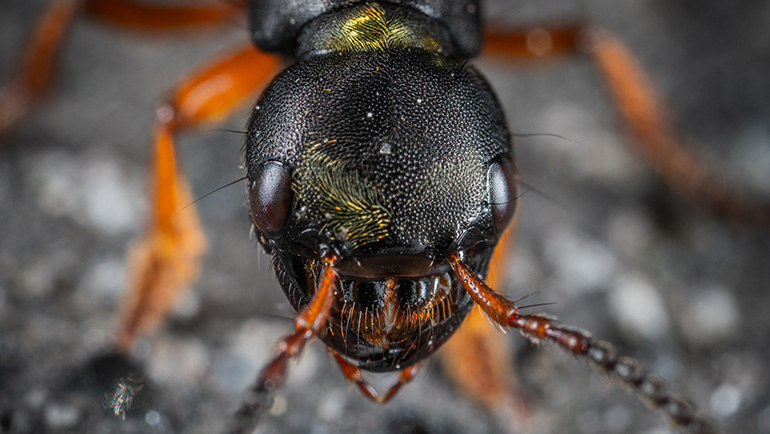Alert! Protect Your Home from Ant Infestations: What You Need to Know