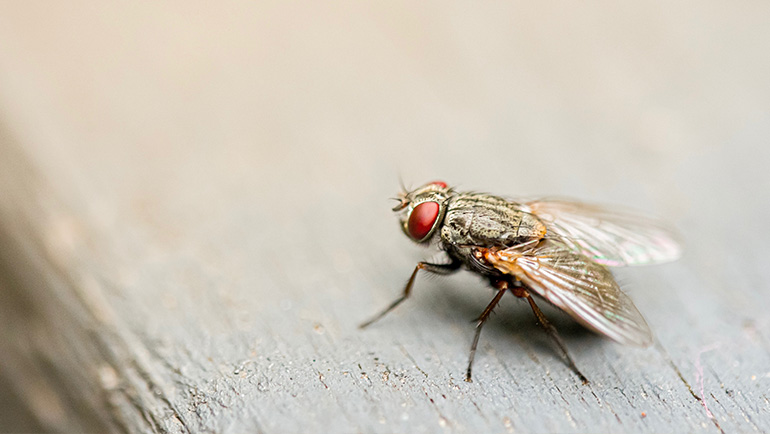 Debunking 8 Common Myths About Pest Control