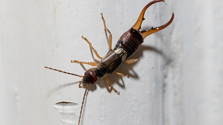 Earwig Infestations: How to Identify the Signs and Symptoms